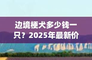 边境梗犬多少钱一只？2025年最新价格行情与选购指南