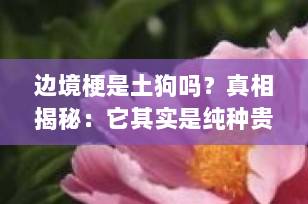 边境梗是土狗吗？真相揭秘：它其实是纯种贵族猎犬！