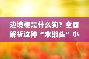 边境梗是什么狗？全面解析这种“水獭头”小猎手的魅力与养护要点