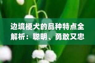 边境梗犬的品种特点全解析：聪明、勇敢又忠诚的小型工作犬