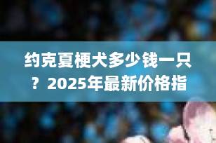 约克夏梗犬多少钱一只？2025年最新价格指南+选购避坑全攻略