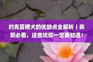 约克夏梗犬的优缺点全解析｜养前必看，这些坑你一定要知道！