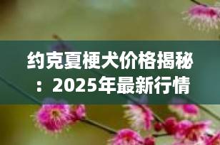 约克夏梗犬价格揭秘：2025年最新行情与选购指南（附避坑建议）