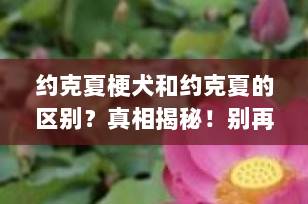 约克夏梗犬和约克夏的区别？真相揭秘！别再被“茶杯体”忽悠了