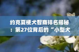 约克夏梗犬智商排名揭秘：第27位背后的“小型犬智慧之王”真相