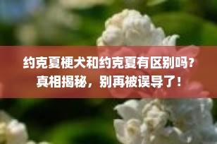 约克夏梗犬和约克夏有区别吗？真相揭秘，别再被误导了！
