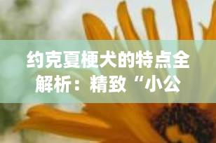约克夏梗犬的特点全解析：精致“小公主”也有大能量！