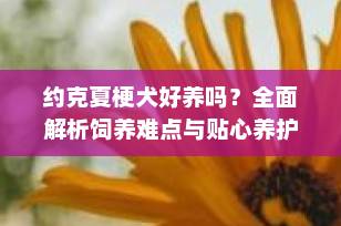 约克夏梗犬好养吗？全面解析饲养难点与贴心养护指南（2025最新版）