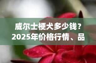 威尔士梗犬多少钱？2025年价格行情、品种特点与饲养指南全解析