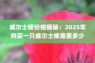 威尔士梗价格揭秘：2025年购买一只威尔士梗需要多少钱？