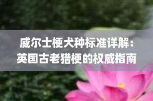 威尔士梗犬种标准详解：英国古老猎梗的权威指南（2025最新版）