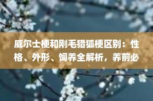 威尔士梗和刚毛猎狐梗区别：性格、外形、饲养全解析，养前必看！