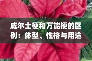 威尔士梗和万能梗的区别：体型、性格与用途全面解析（2025最新版）