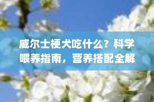 威尔士梗犬吃什么？科学喂养指南，营养搭配全解析（2025最新版）