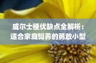 威尔士梗优缺点全解析：适合家庭饲养的勇敢小型犬值得入手吗？