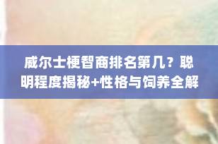 威尔士梗智商排名第几？聪明程度揭秘+性格与饲养全解析