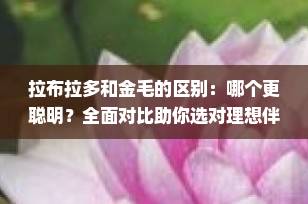 拉布拉多和金毛的区别：哪个更聪明？全面对比助你选对理想伴侣犬