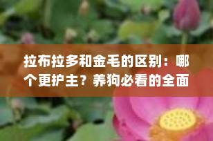 拉布拉多和金毛的区别：哪个更护主？养狗必看的全面对比指南
