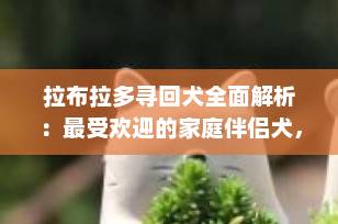 拉布拉多寻回犬全面解析：最受欢迎的家庭伴侣犬，你真的了解它吗？