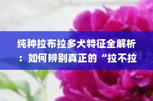 纯种拉布拉多犬特征全解析：如何辨别真正的“拉不拉多”？