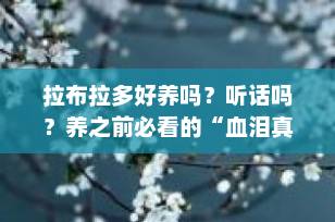 拉布拉多好养吗？听话吗？养之前必看的“血泪真相”大揭秘！