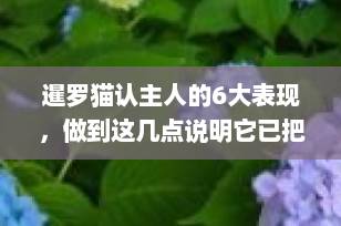 暹罗猫认主人的6大表现，做到这几点说明它已把你当“家人”！