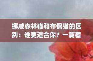 挪威森林猫和布偶猫的区别：谁更适合你？一篇看懂两大“仙女猫”的全面对比