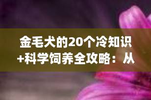金毛犬的20个冷知识+科学饲养全攻略：从起源到老年关怀，一篇全掌握