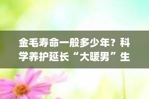 金毛寿命一般多少年？科学养护延长“大暖男”生命的5大秘诀