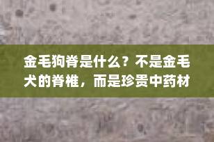金毛狗脊是什么？不是金毛犬的脊椎，而是珍贵中药材！功效与作用全解析