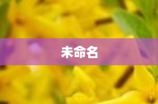 柴犬和秋田犬的区别到底有多大？5分钟教你一眼分辨！