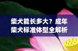 柴犬能长多大？成年柴犬标准体型全解析（附身高体重对照表）