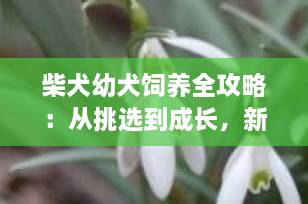 柴犬幼犬饲养全攻略：从挑选到成长，新手必看的保姆级指南（2025最新版）