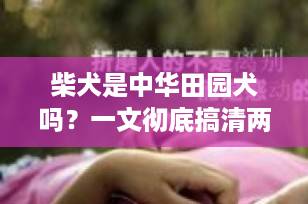 柴犬是中华田园犬吗？一文彻底搞清两者区别，别再傻傻分不清！