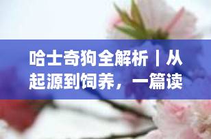 哈士奇狗全解析｜从起源到饲养，一篇读懂“二哈”的前世今生