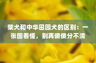 柴犬和中华田园犬的区别：一张图看懂，别再傻傻分不清！