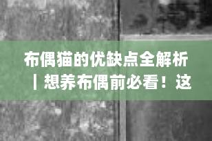 布偶猫的优缺点全解析｜想养布偶前必看！这些坑你一定要知道