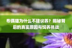 布偶猫为什么不建议养？揭秘背后的真实原因与饲养挑战