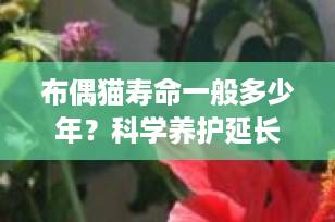 布偶猫寿命一般多少年？科学养护延长陪伴15年+（附完整饲养指南）