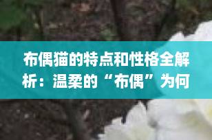 布偶猫的特点和性格全解析：温柔的“布偶”为何成为家庭首选？