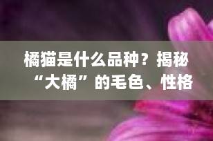 橘猫是什么品种？揭秘“大橘”的毛色、性格与科学真相