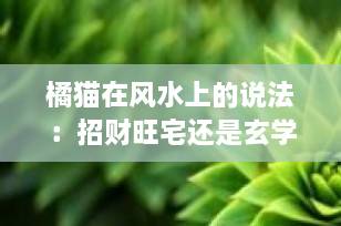 橘猫在风水上的说法：招财旺宅还是玄学迷信？一文说清真相！
