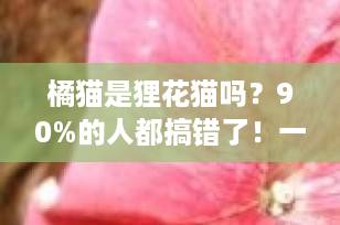 橘猫是狸花猫吗？90%的人都搞错了！一文读懂猫咪毛色与品种的真相