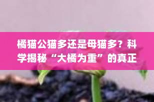 橘猫公猫多还是母猫多？科学揭秘“大橘为重”的真正原因！