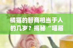 橘猫的智商相当于人的几岁？揭秘“喵届天才”的真实智慧水平！