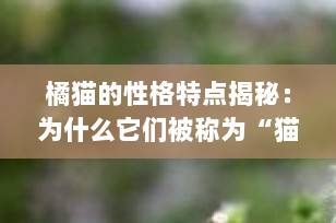 橘猫的性格特点揭秘：为什么它们被称为“猫界暖男”？