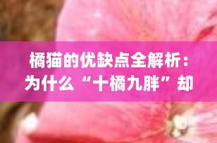 橘猫的优缺点全解析：为什么“十橘九胖”却依然让人爱不释手？