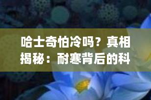 哈士奇怕冷吗？真相揭秘：耐寒背后的科学与养护要点