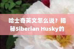 哈士奇英文怎么说？揭秘Siberian Husky的由来与背后的故事 | 宠物知识科普