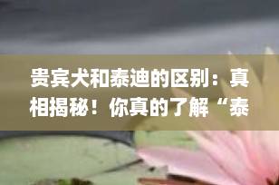 贵宾犬和泰迪的区别：真相揭秘！你真的了解“泰迪熊”狗狗吗？